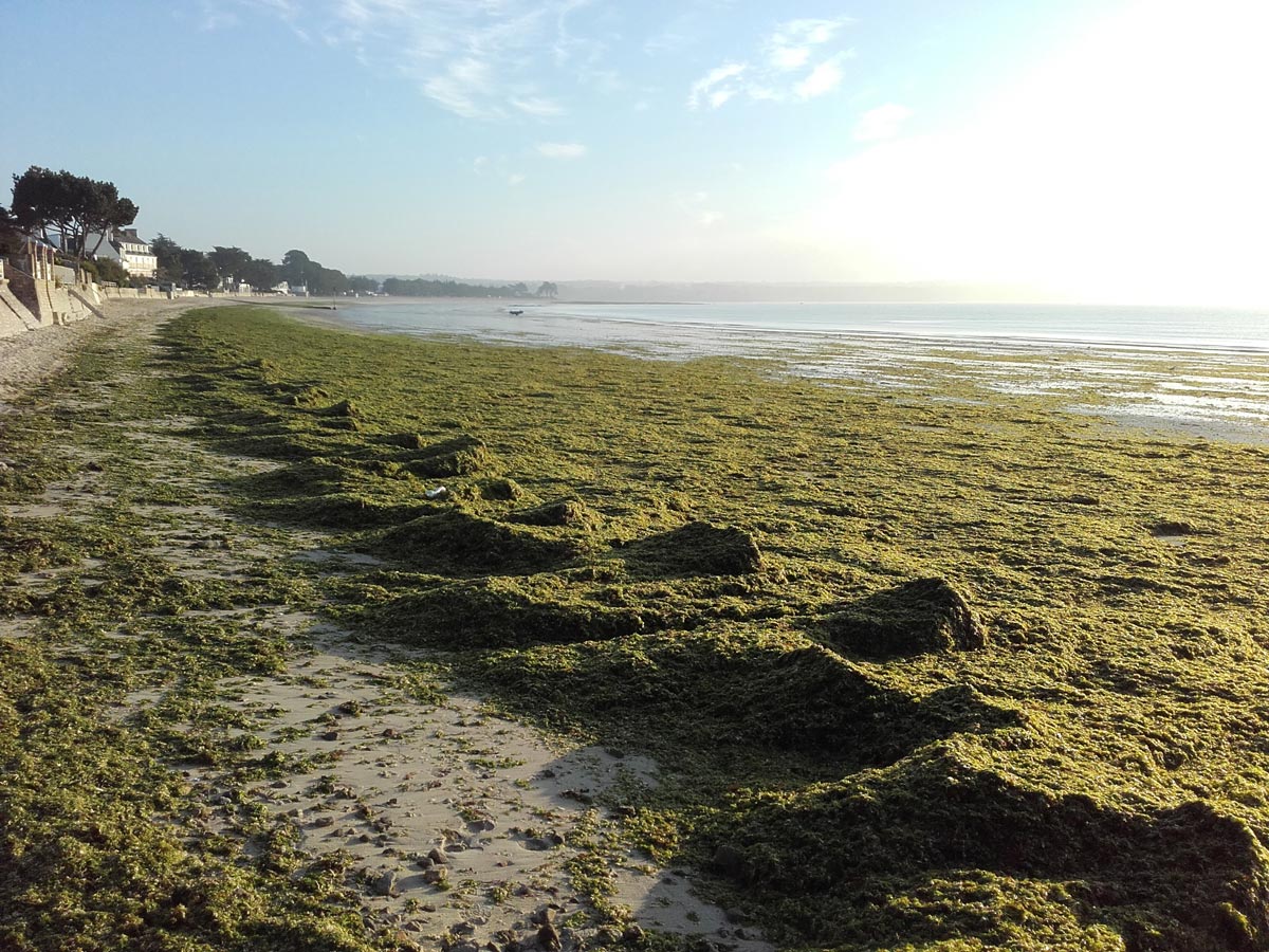 Les algues vertes - Haut et Court